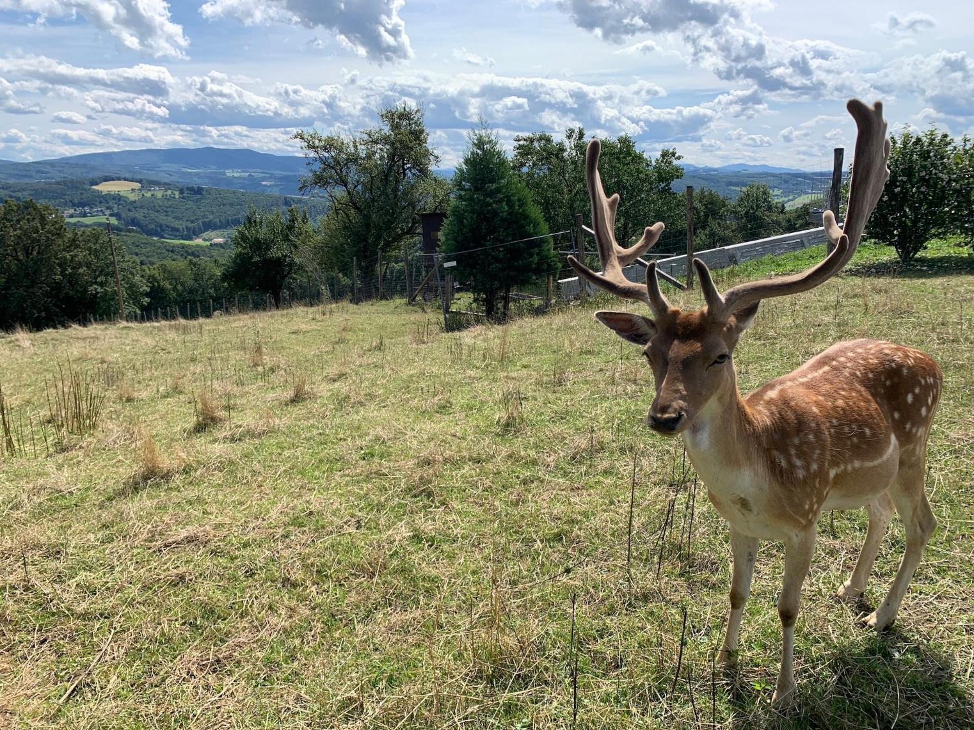 Landgasthof Zur Linde Laaben Dış mekan fotoğraf